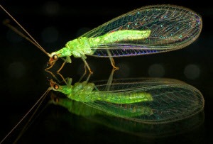 l_lacewing_aphid_sale.jpg
