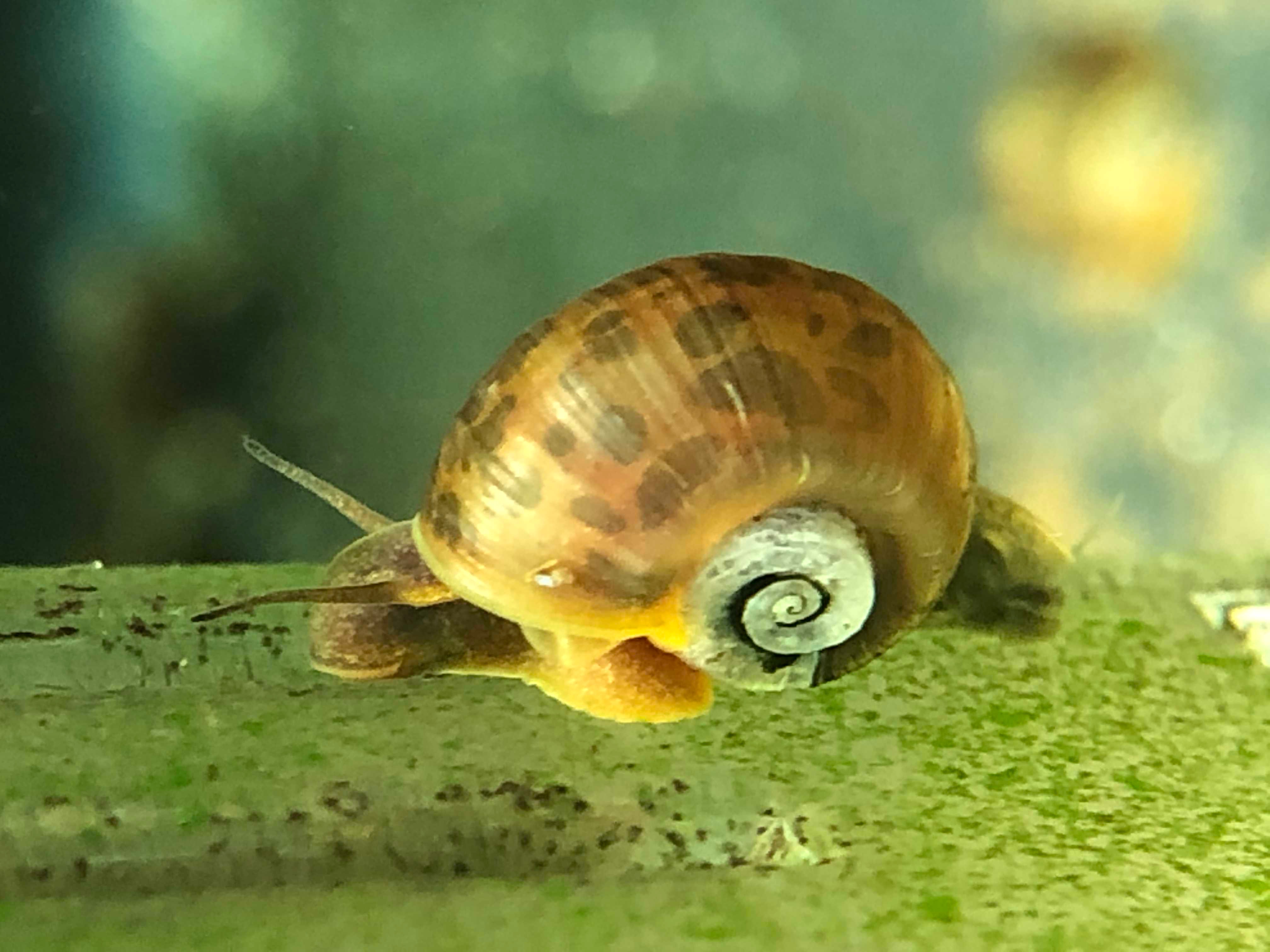 Freshwater Snails for sale