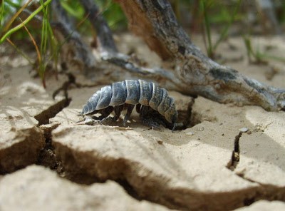 70 Wild Isopods Pill Bug Rolly Poly Live Feeder/Tank Cleaner Clean Up Crew 