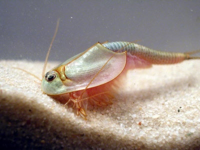 Triops Newberryi Lot de 150 œufs : : Animalerie