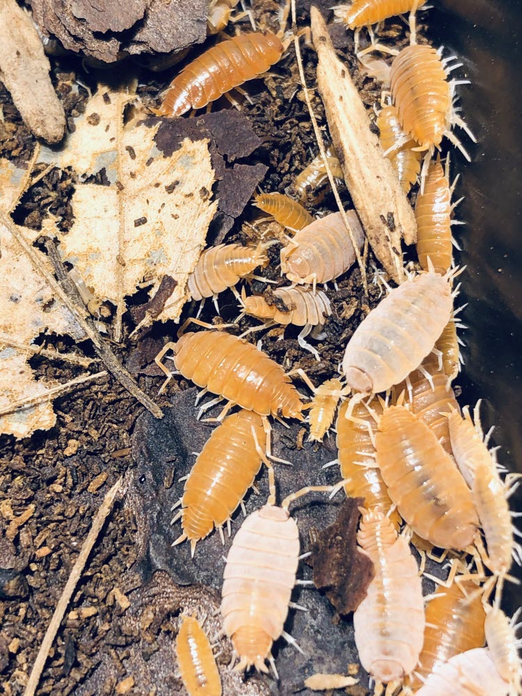 Porcellionides pruinosus or Powder Orange isopods